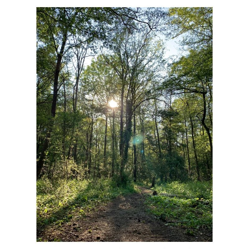 Waldweg