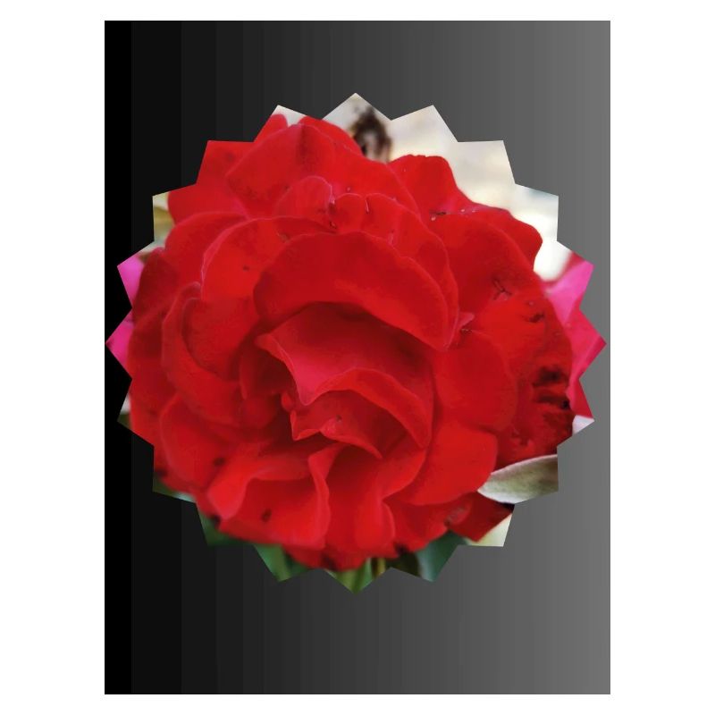 Rose in Sonnenform