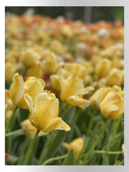 Tulipe Jaune mer