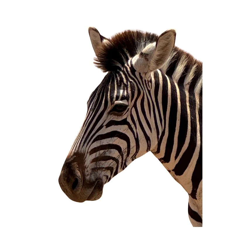 Zebra Kopf 