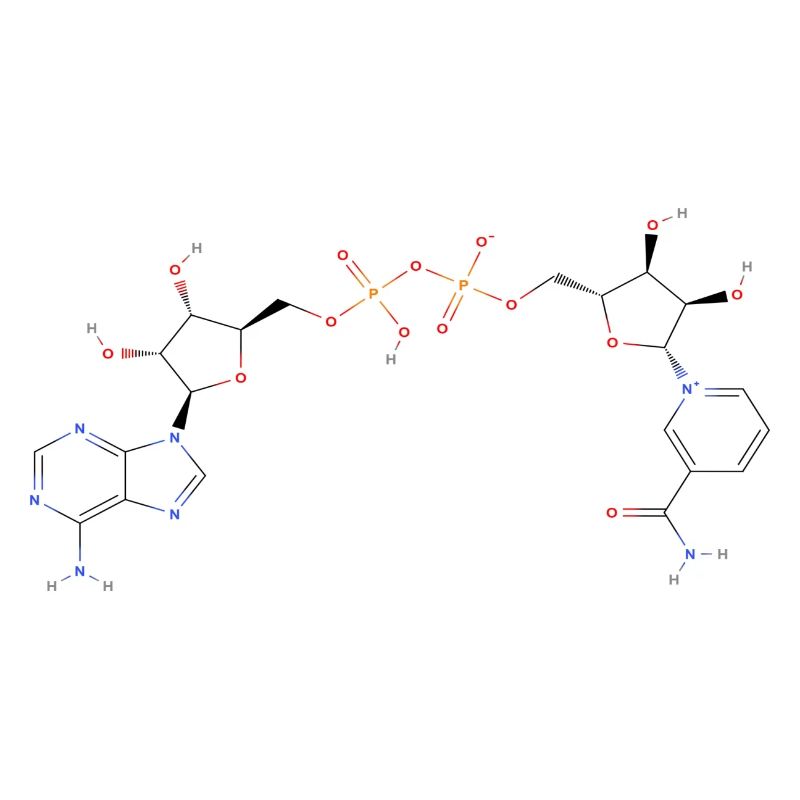 Nicotinamide adenine dinucleotide Molecule - Couleur