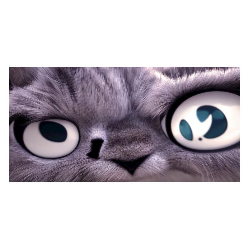 Le chat vous regarde