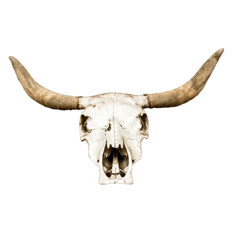 stier-schaedel