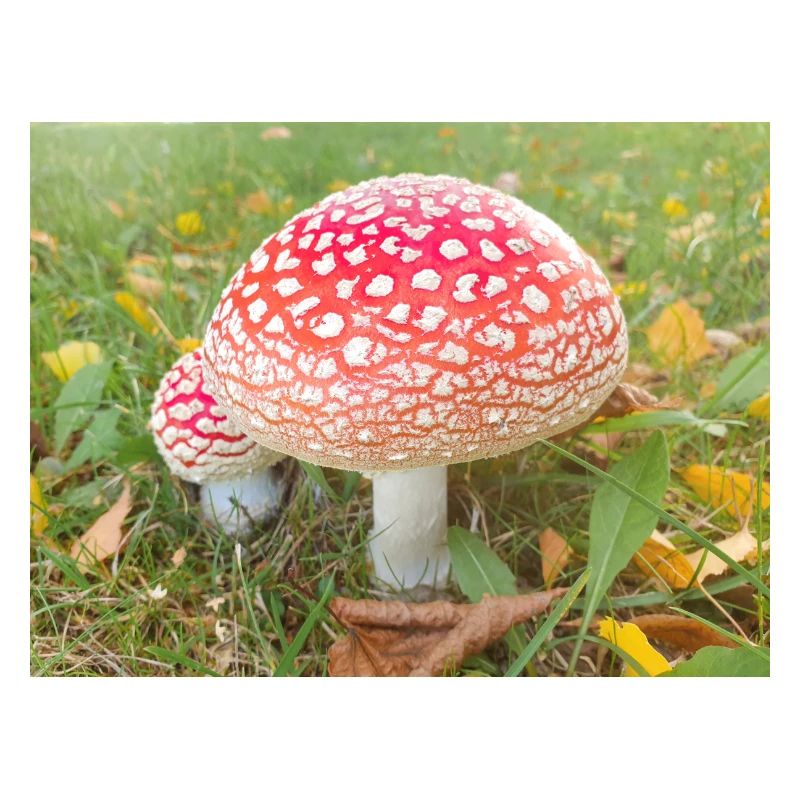 fly agaric also toadstool (in german Fliegenpilz)