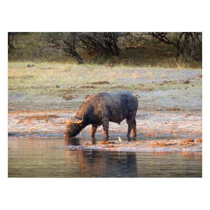 Paysage à la rivière Cubango avec le buffle du Cap