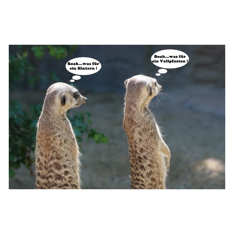 Erdmännchen