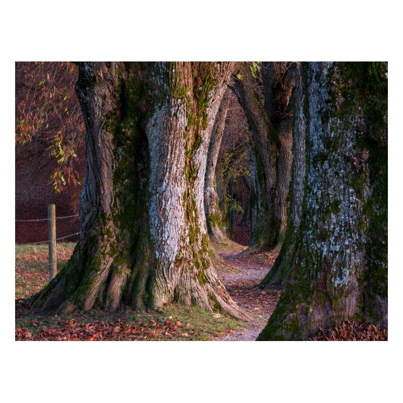 Steindl Allee