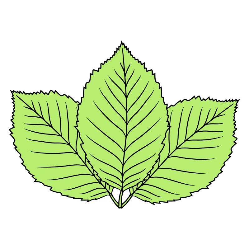 3 leaves beech leaf tree plant shape clip art d