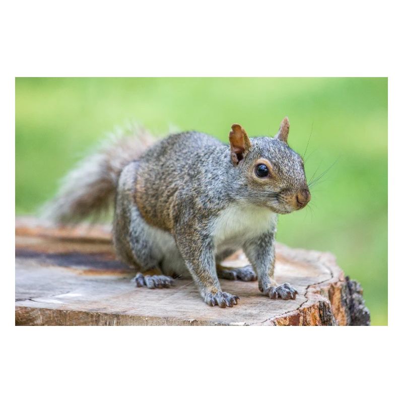 Écureuil gris Grauhörnchen Sciurus carolinensis