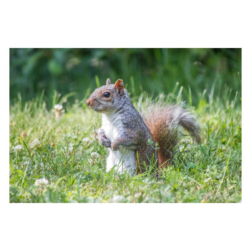 stehendes Grauhörnchen (Sciurus carolinensis) grey