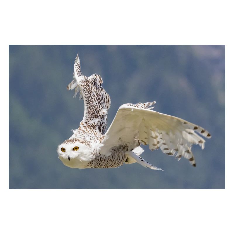 Schneeeule