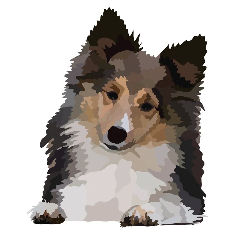 Dani, le Sheltie