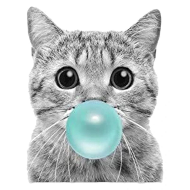 coole Katze