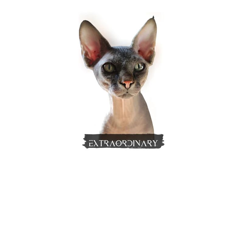 extraordinary Sphinx Katze