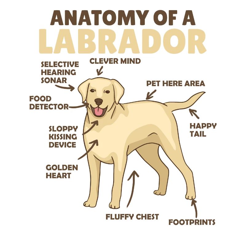 Anatomie d’un Labrador Retriever chiens mignons