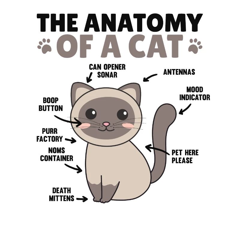 l’anatomie d’un chat explication d’un chat