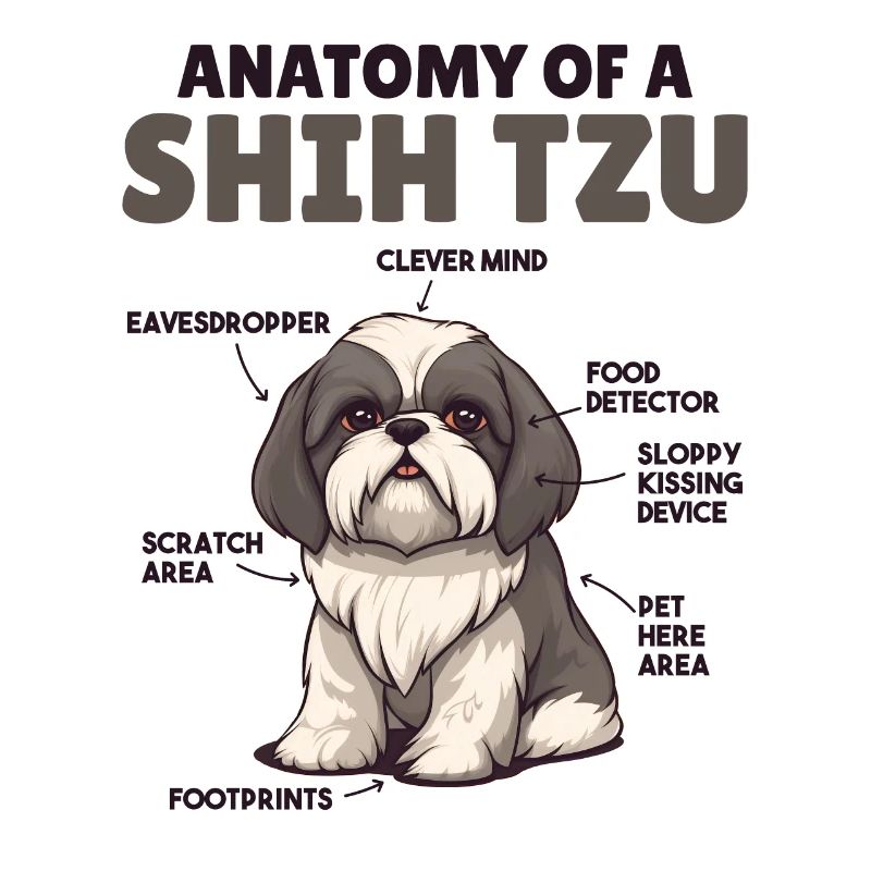 Explication du chien Anatomie d’un Shih Tzu