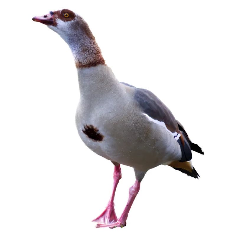 Gans Nilgans Gänse