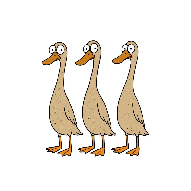 Canards Canard Élevage Canard Gardien Canard Maman