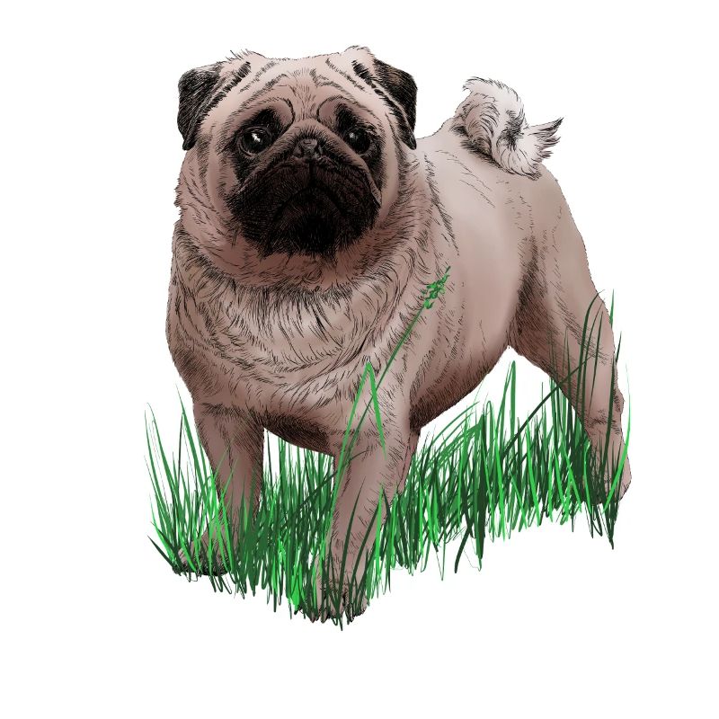 Pug