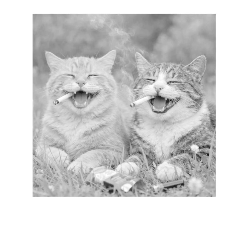 Drôle de design de chat