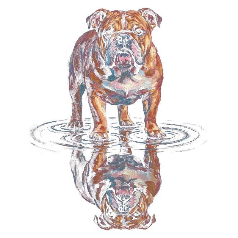 Reflet de l’eau du bouledogue