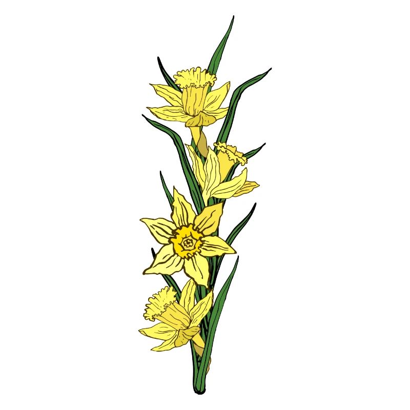 Valentine's Day Easter Birthday Wedding Daffodils