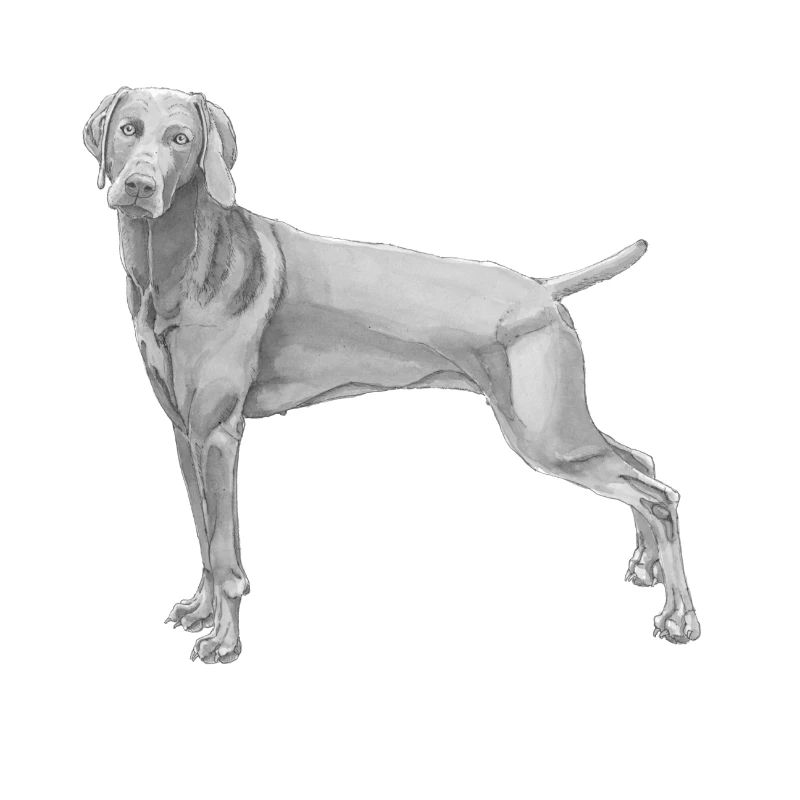 Weimaraner