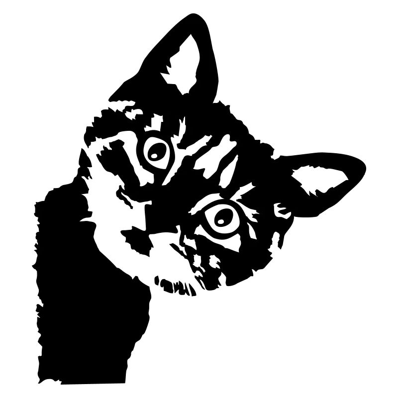 Cat, cute kitten
