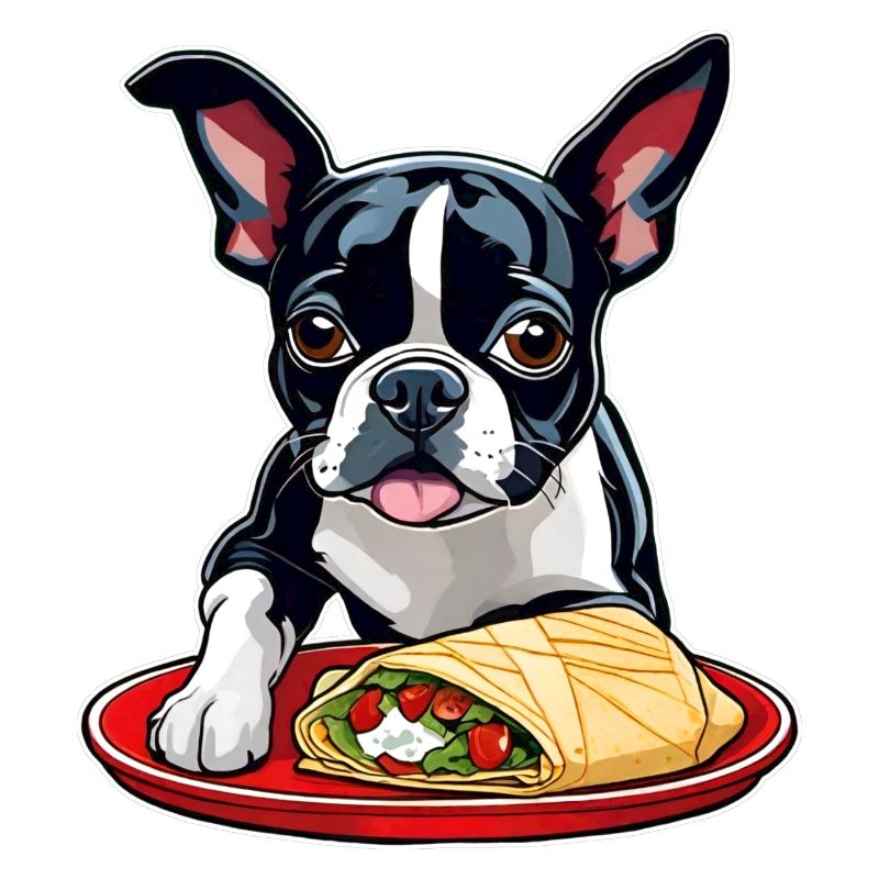 Boston Terrier avec Taco