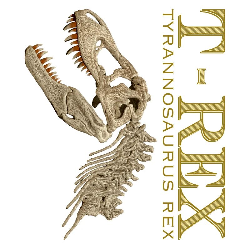 T-Rex Schädel bone