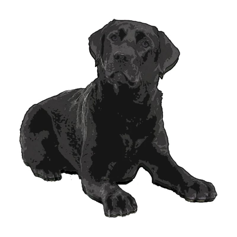 Schwarzer Labrador