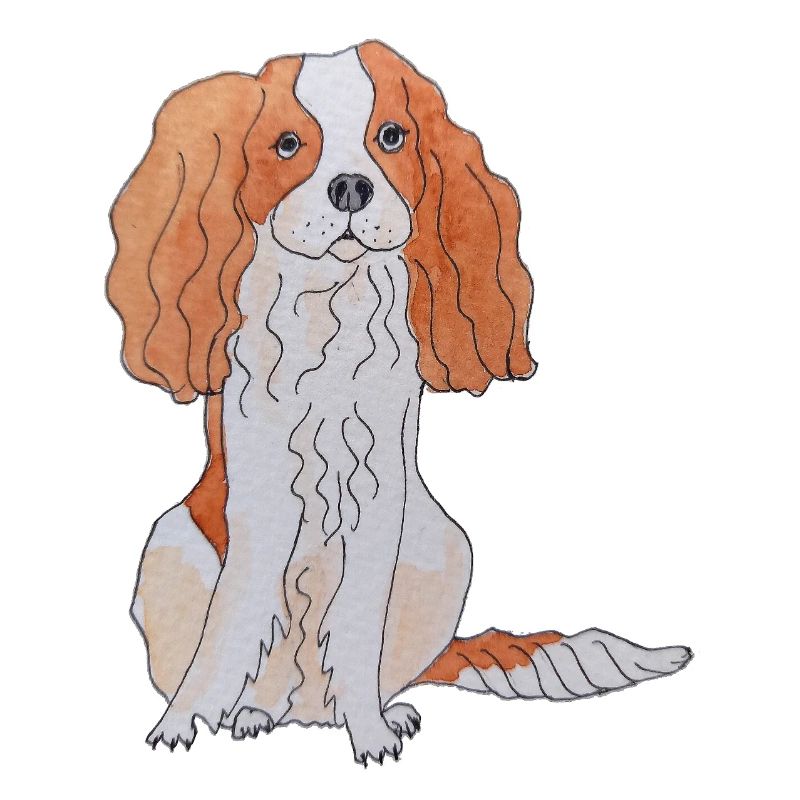 Cavalier King Charles Spaniel Fun