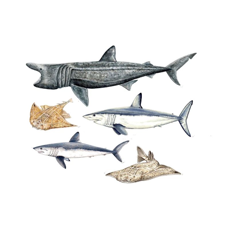 Requins - Requins - Requins