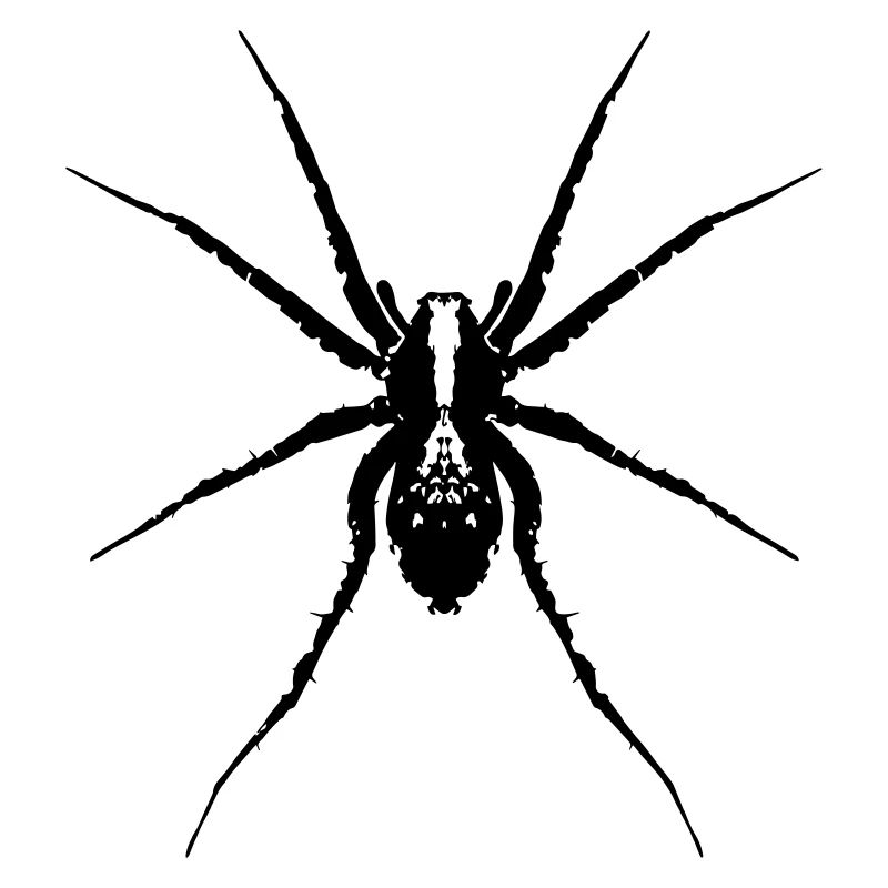 Spider / Wolf Spider