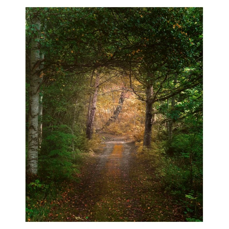 Wald