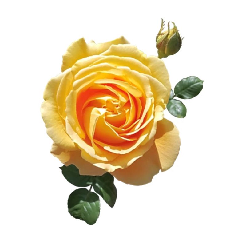 Spring rose