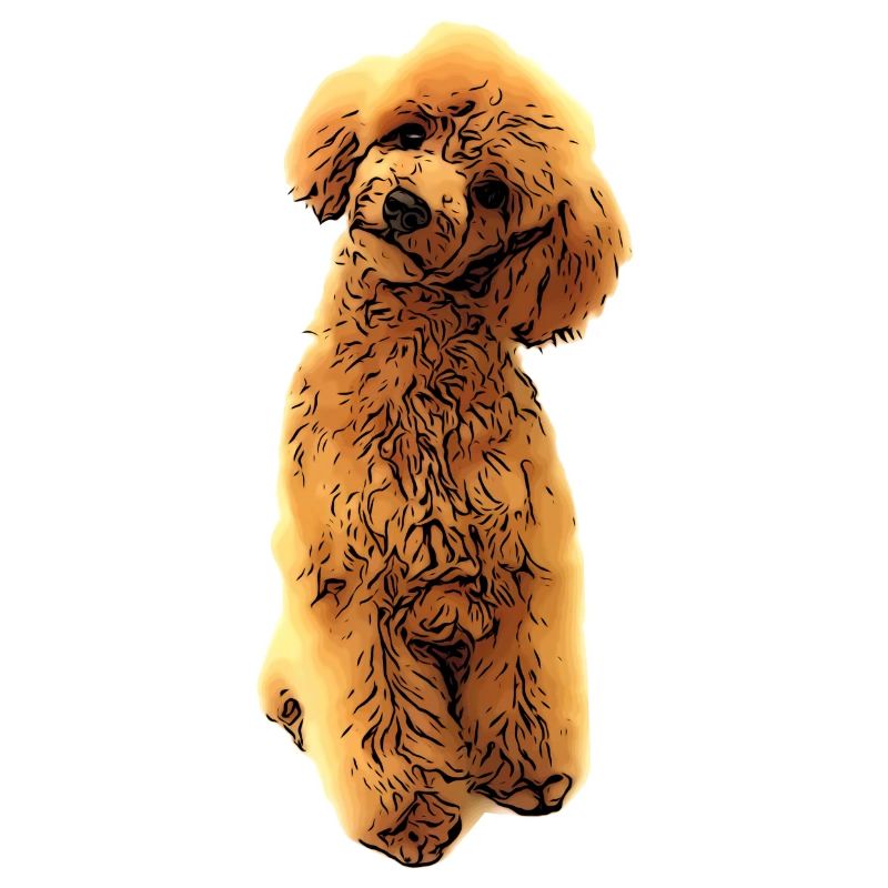 Chiot doux caniche