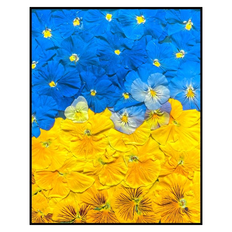Pensées. Image de fleurs. Drapeau de l’Ukraine. UA Art