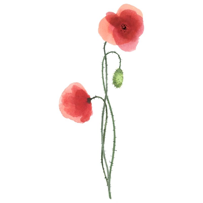 Flower: red poppy