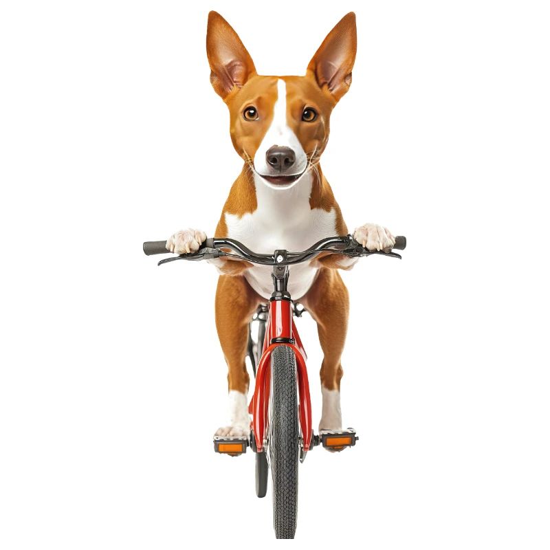 Basenji