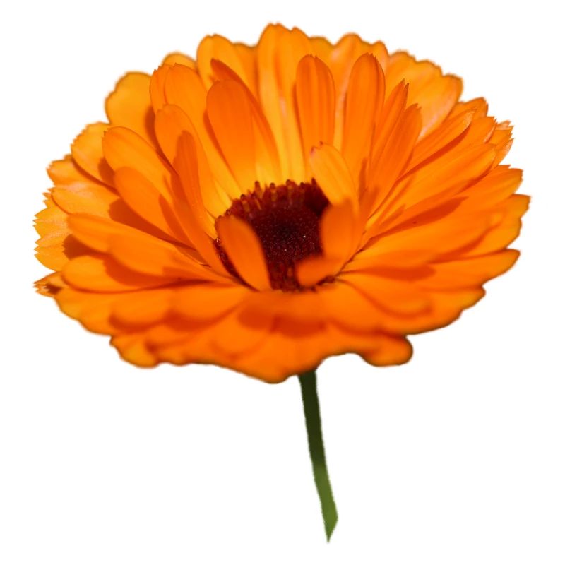 Ringelblume