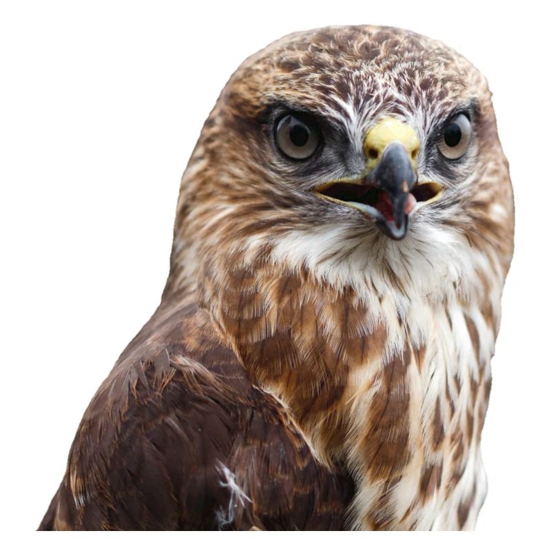 adler eagle buzzard