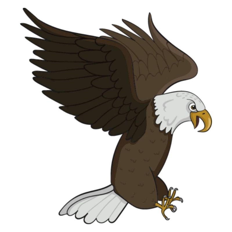 bald eagle