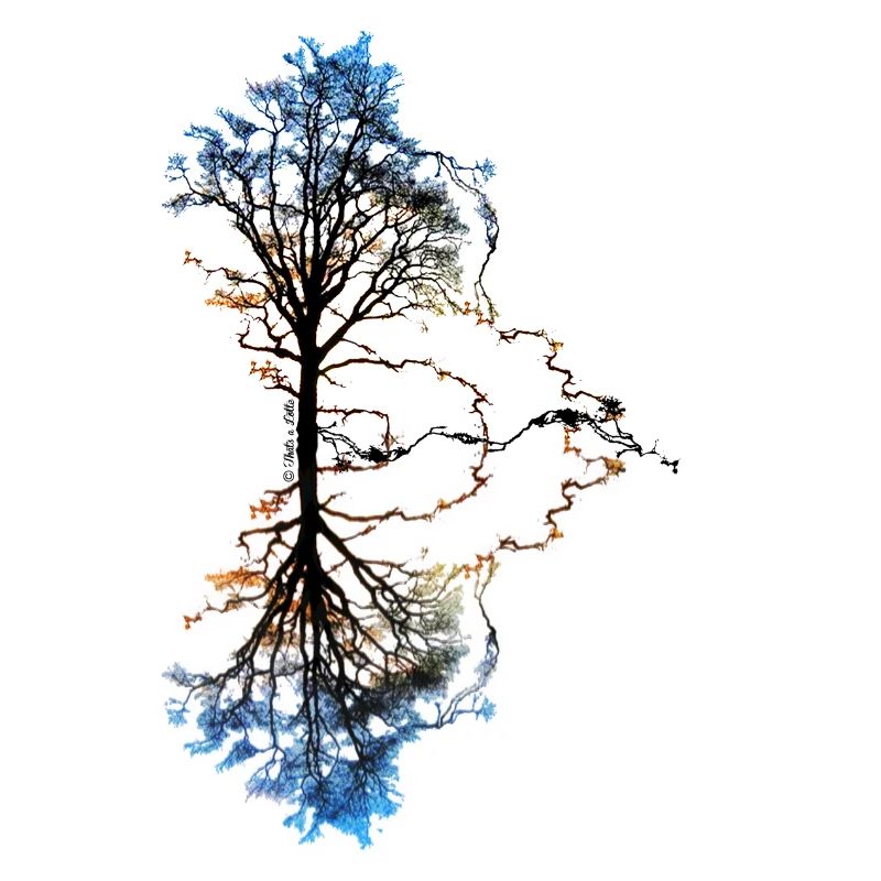 Two Trees