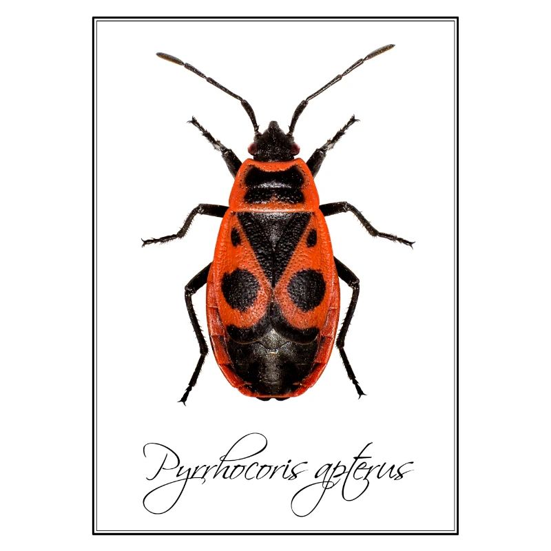 Pyrrhocoris apterus