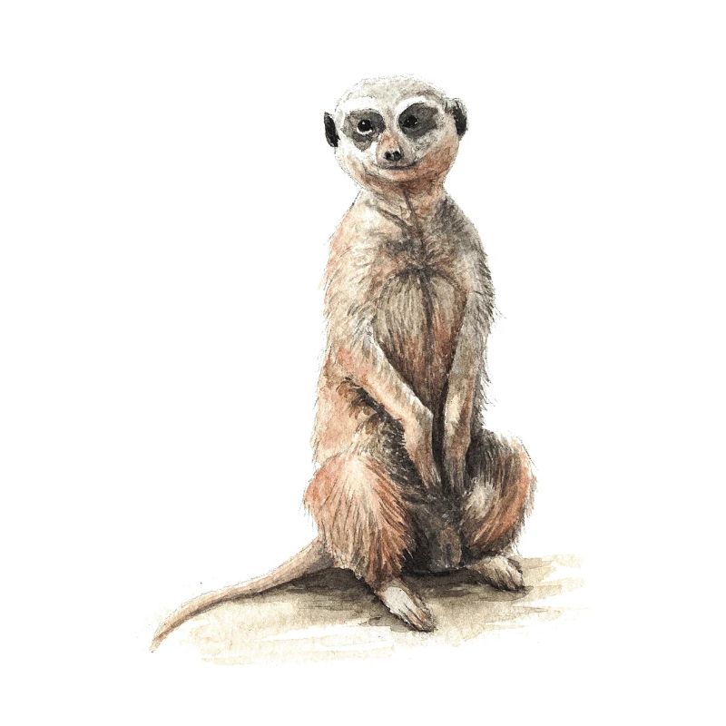 Erdmännchen
