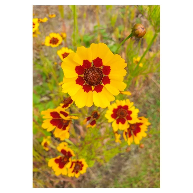 Plains coreopsis also garden tickseed Coreopsis