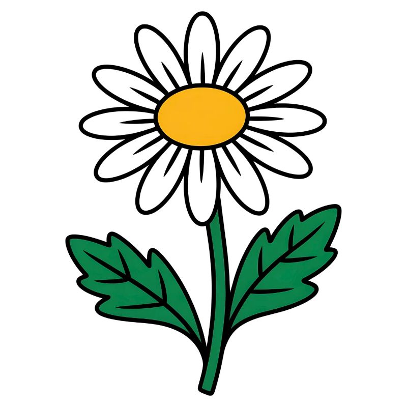 Gänseblümchen