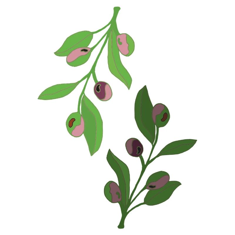 branches d’olivier, vert rose